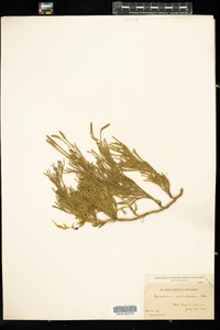 Lycopodium sabinifolium image
