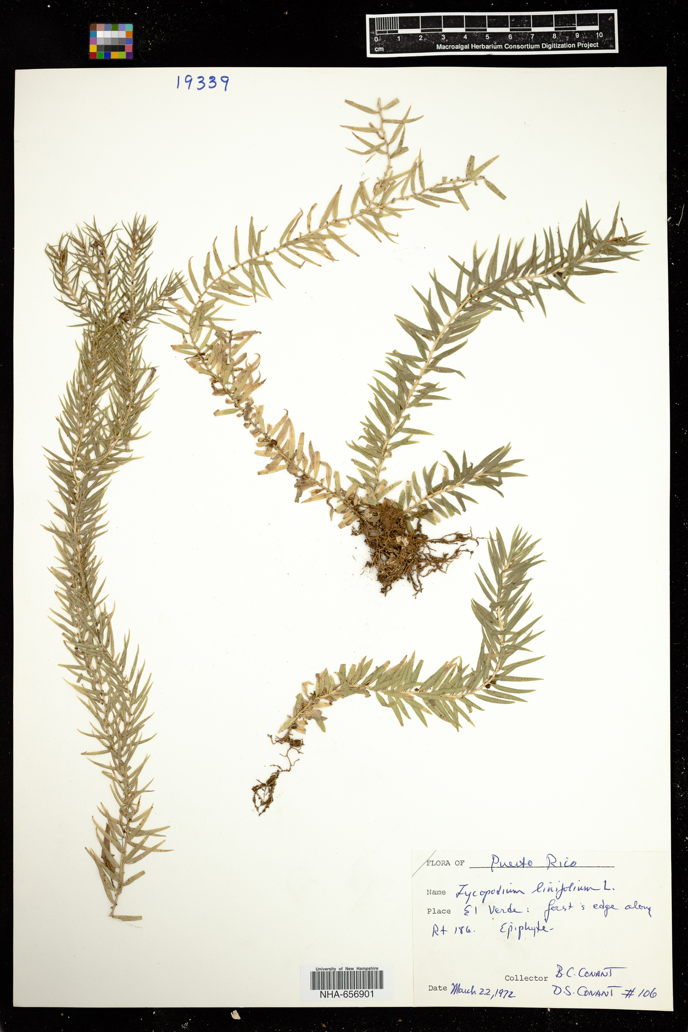 Huperzia linifolia image