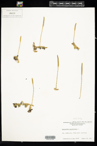 Image of Lycopodiella caroliniana