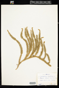 Spinulum annotinum image