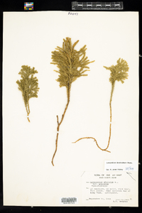 Dendrolycopodium dendroideum image