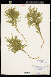 Lycopodium hickeyi image