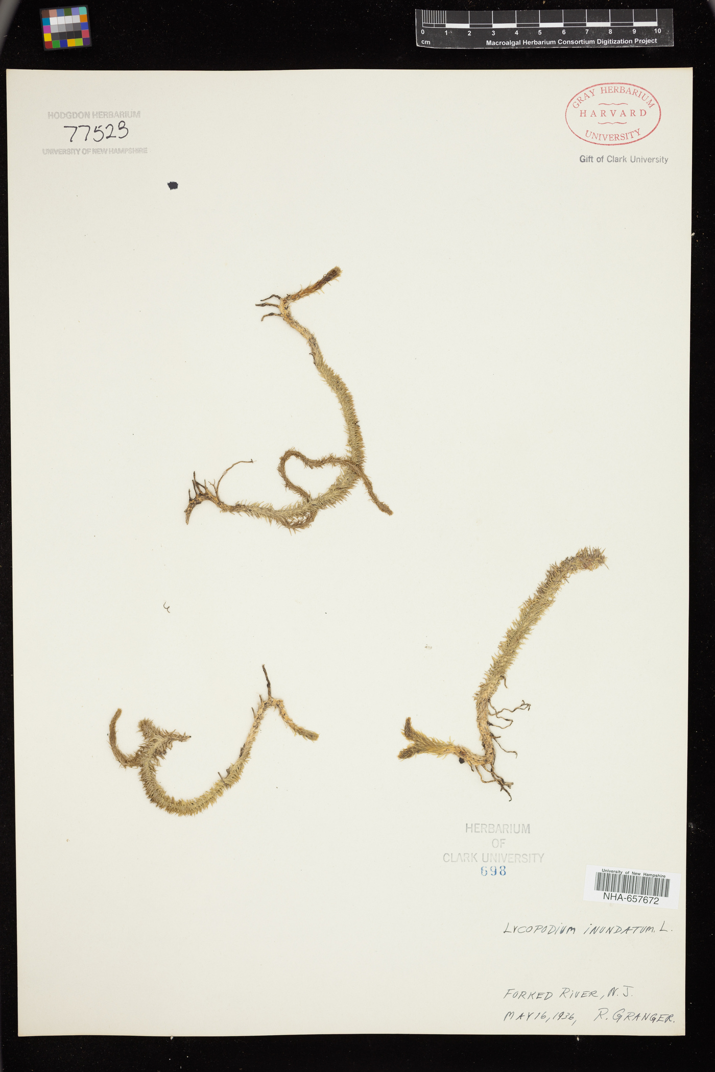 Lycopodiella inundata image