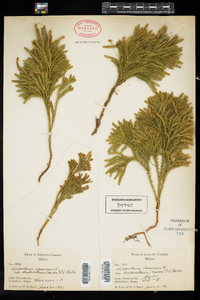 Dendrolycopodium obscurum image