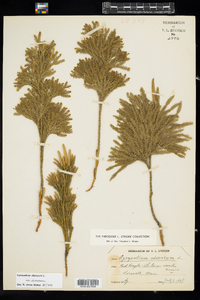 Dendrolycopodium obscurum image