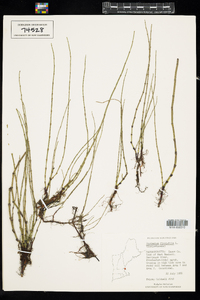 Equisetum fluviatile image