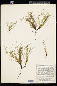 Equisetum scirpoides image