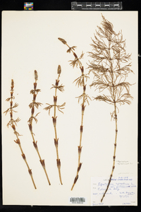 Equisetum sylvaticum image