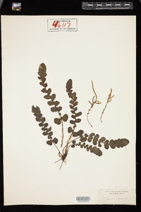 Cranfillia nigra image