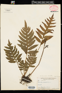 Woodwardia areolata image