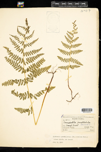 Dennstaedtia punctilobula image