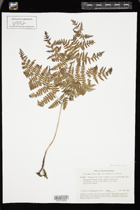 Pteridium aquilinum subsp. aquilinum image