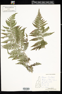 Athyrium filix-femina image