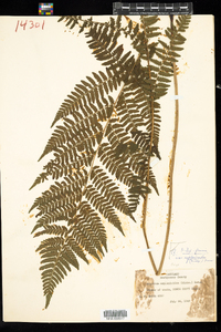 Athyrium filix-femina var. asplenioides image