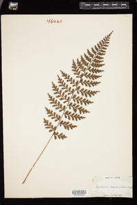 Dryopteris deparioides image