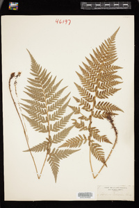 Image of Polystichum neozelandicum