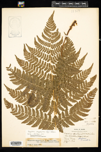 Dryopteris campyloptera image