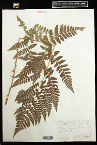 Dryopteris campyloptera image