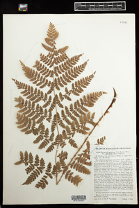 Dryopteris campyloptera image