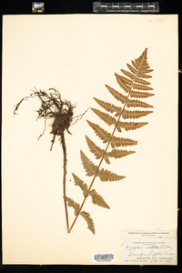 Dryopteris cristata image