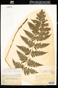 Dryopteris boottii image