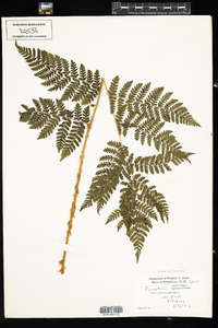 Dryopteris campyloptera image