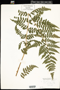 Dryopteris boottii image