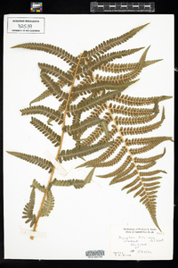 Dryopteris filix-mas image