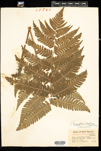 Dryopteris goldieana image