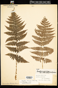 Dryopteris intermedia image