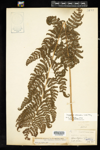 Dryopteris intermedia image