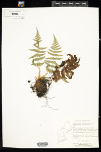 Dryopteris marginalis image