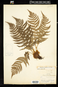 Dryopteris marginalis image