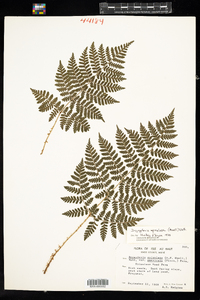 Dryopteris campyloptera image