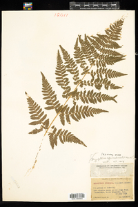 Dryopteris carthusiana image