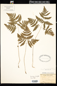 Gymnocarpium dryopteris image