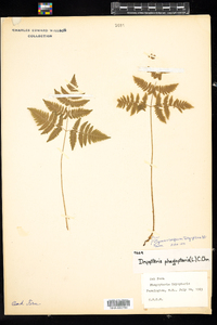 Gymnocarpium dryopteris image