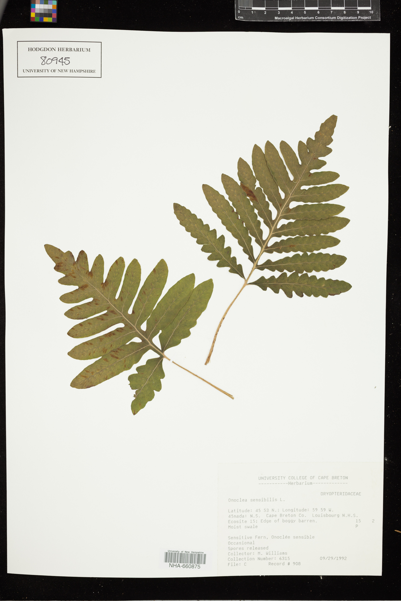 Onocleaceae image