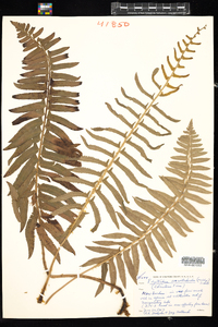 Polystichum acrostichoides image