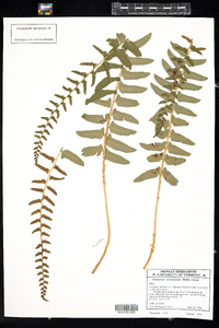 Polystichum acrostichoides image