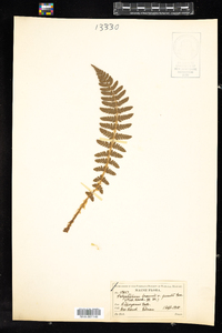 Polystichum braunii image