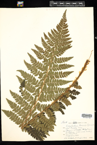 Polystichum braunii image