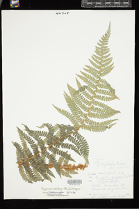 Image of Polystichum setiferum