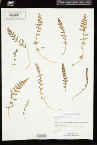 Woodsia ilvensis image