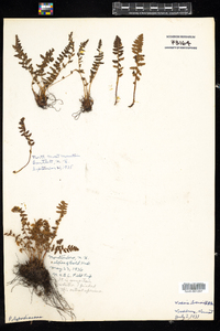 Woodsia ilvensis image