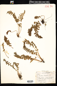 Woodsia ilvensis image