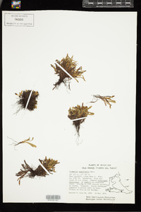 Grammitis magellanica image