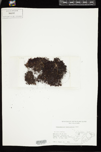 Hymenophyllum falklandicum image