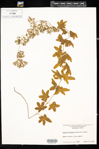 Lygodium palmatum image