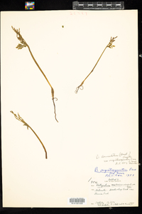 Botrychium lanceolatum subsp. angustisegmentum image